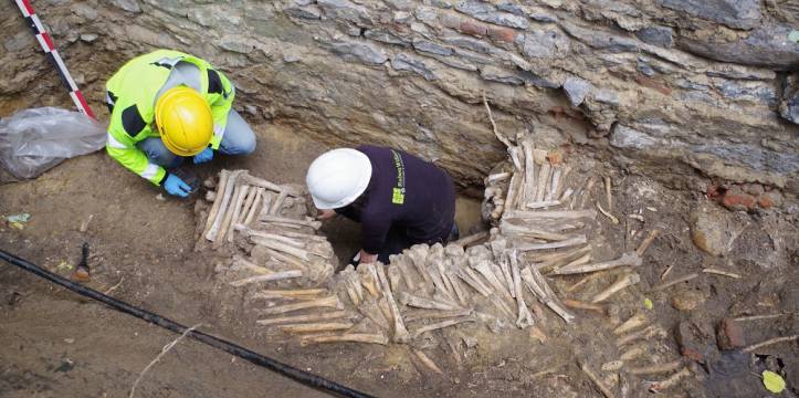 Twee archeologen bij een bottenmuur in de kathedraal in Gent