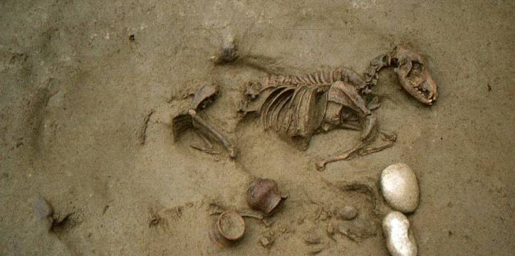 Graf 19: Gezamenlijk graf van een hond en een baby. 