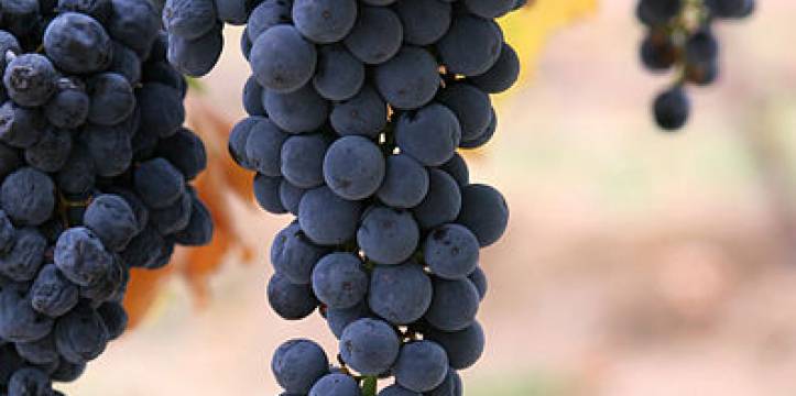 Wine grapes