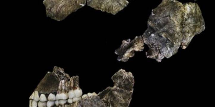 In elkaar gezette schedel Homo Naledi