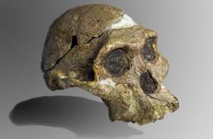 De schedel van ‘Mrs Ples’, de meest complete schedel van een Australopithecus africanus