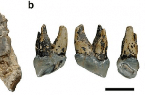 Graecopithecus tanden