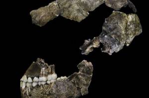 In elkaar gezette schedel Homo Naledi