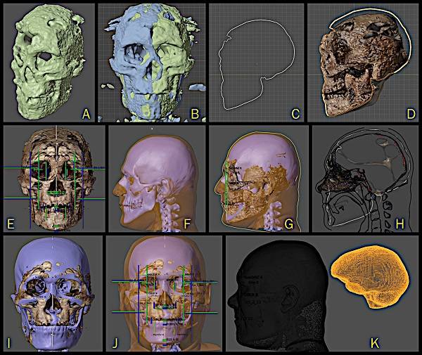 Stages of skull photogrammetry and initial anatomical deformation, resulting in the structural recovery of the skull, part of the facial approximation and the segmentation of the endocast.