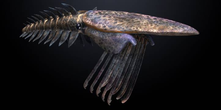 Fossiel onthult geheimen zeebodem