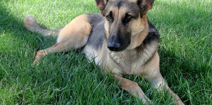 Honden helpen tegen smokkel archeologische vondsten