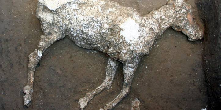 paardenskelet pompeï