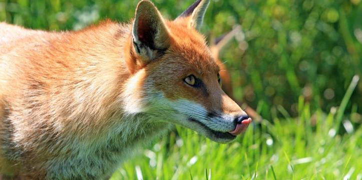 vos en hond in bronstijd gedomectiseerd