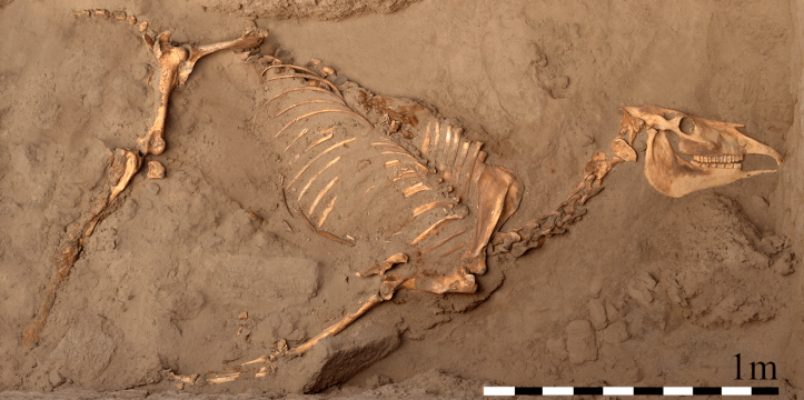 Leidse archeoloog ontdekt nubisch paardengraf