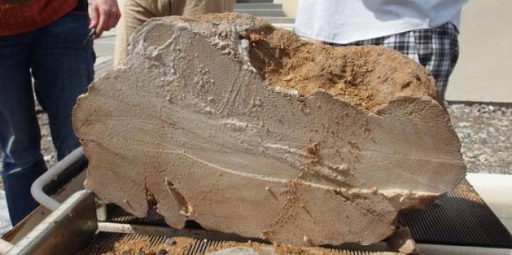4.100-jaar oude Omaanse koraalfossiel