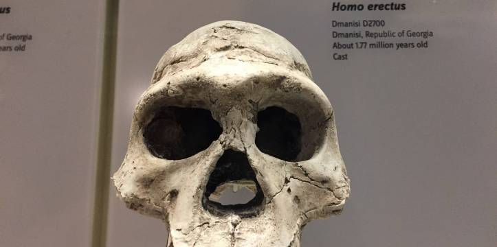 Homo erectus homo sapiens ontmoeting