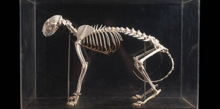 kat skelet kazachstan jankent