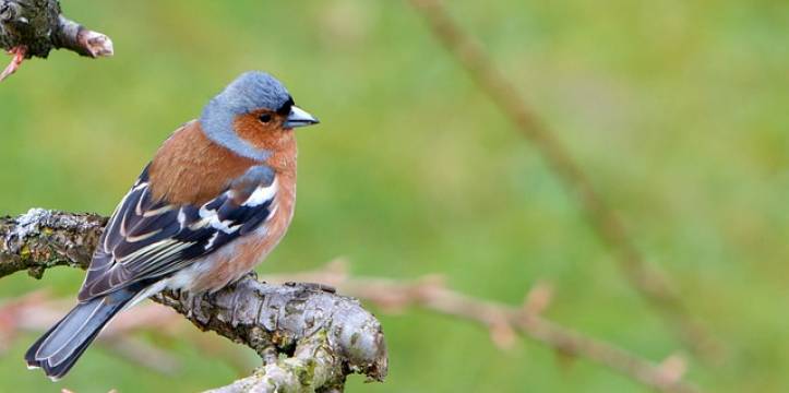 Waarom werd een meisje in Polen begraven met een vogelkop in haar mond?