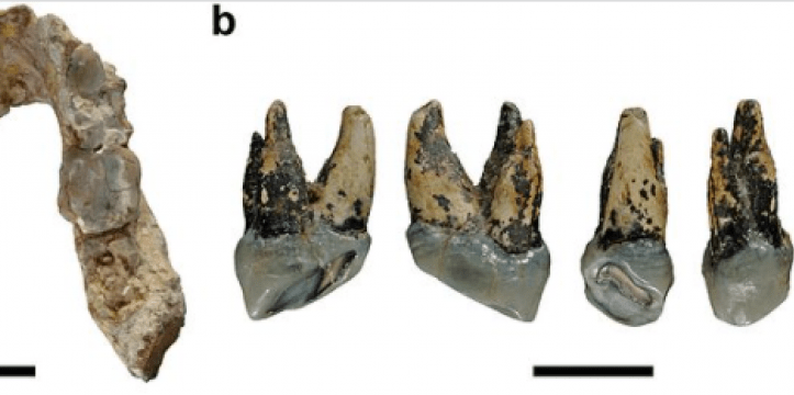 Graecopithecus tanden
