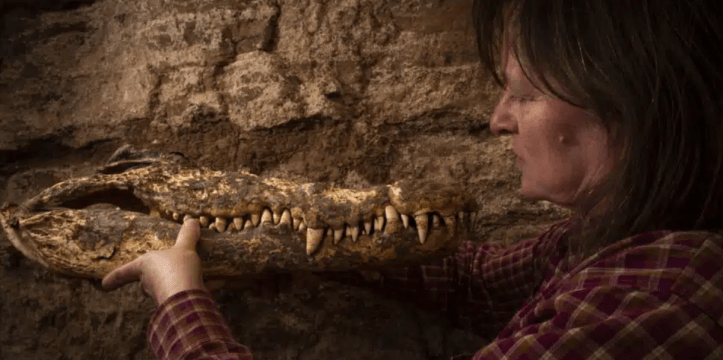 Archeoloog met krokodil mummie