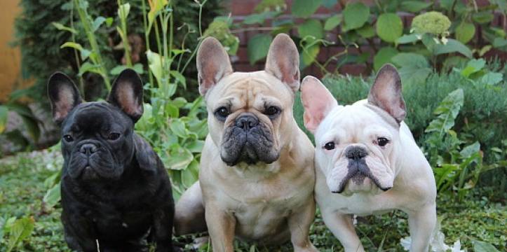 Drie Franse buldogs