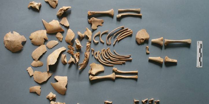 De resten van ‘CRU001’. Deze baby met downsyndroom werd begraven in Alto de la Cruz, een Spaanse nederzetting uit de ijzertijd. 