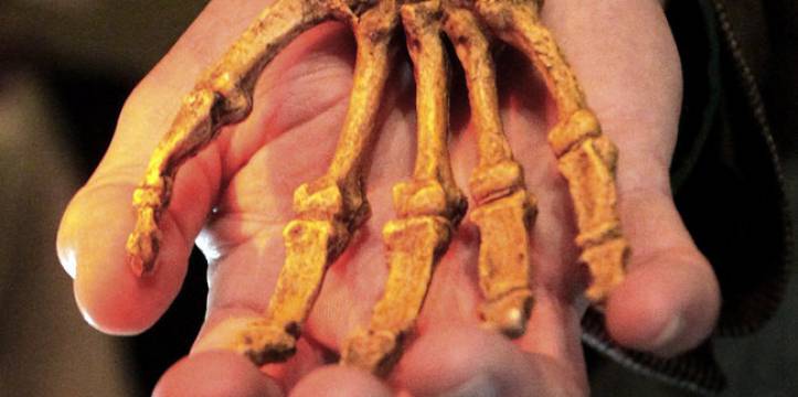De rechterhand van het nieuwe, mensachtige ras, de Australopithecus sediba. (beeld: European Pressphoto Agency) Volgens Lee Berger zou dit ras een nieuwe kijk op menselijke evolutie geven.