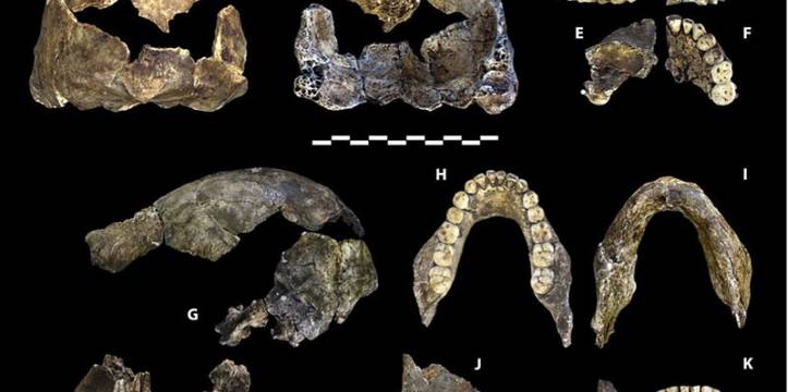 De fossiele resten van de Homo neladi