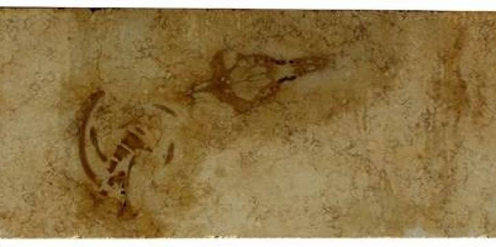Het skelet van de walvis in één van de kalkstenen platen. Beeld: G. Bianucci Onderzoekers hebben vastgesteld dat het fossiel ruim 40 miljoen jaar oud is.