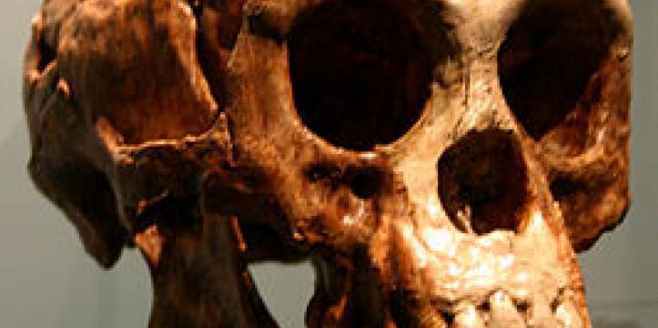 Schedel van de vermeende Homo Floresiensis, afbeelding van Ryan Somma Homo Floresiensis was geen nieuwe menssoort, maar had Downsyndroom