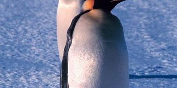 Wetenschappers hebben een fossiel van een twee meter lange pinguïn gevonden. Wetenschappers hebben een fossiel van een twee meter lange pinguïn gevonden.