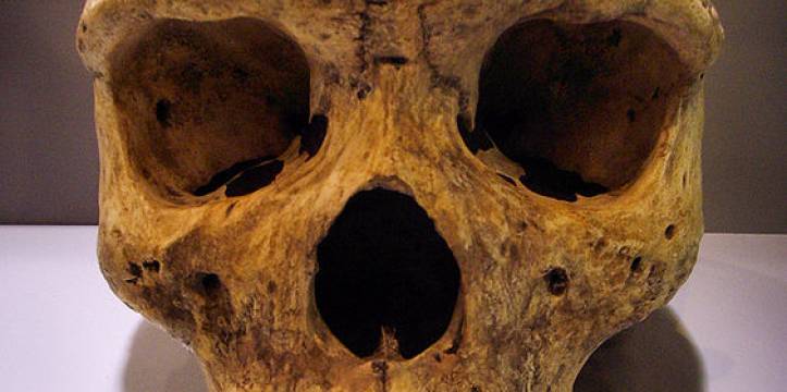 Replica van een schedel van de Homo Erectus. Beeld door Gerbil via Wikimedia. Replica van een schedel van de Homo Erectus. Beeld door Gerbil via Wikimedia.