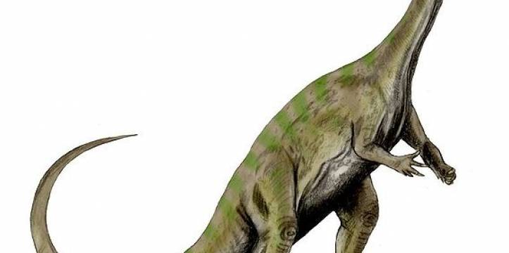 Een impressie van de Massospondylus. Beeld - Nobu Tamura via Wikipedia In Zuid-Afrika zijn de tot nu toe oudste dinosauriërnesten gevonden.