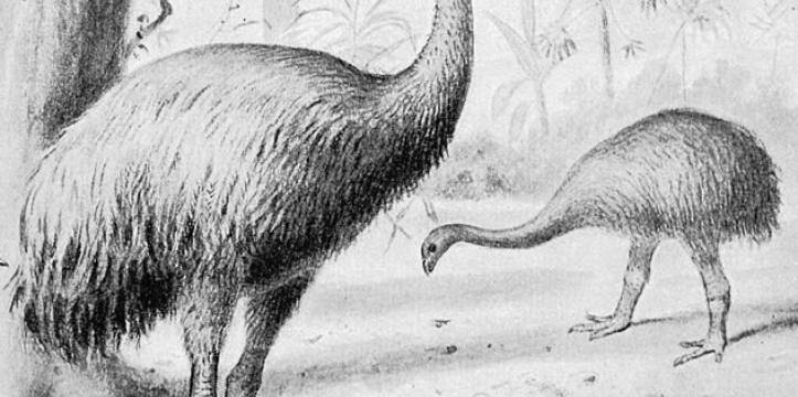Een reconstructie van de Dinornis robustus, een moasoort. Nieuw DNA onderzoek duidt aan hoe snel DNA-strengen bederven.