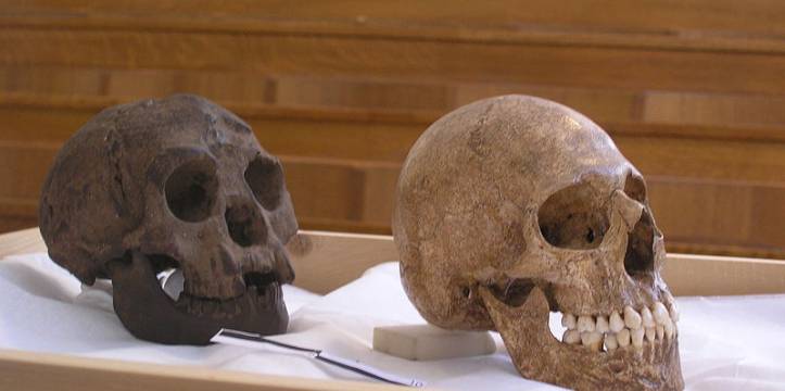 De schedel van de H. floresiensis (links) naast de schedel van een H. sapien. De naam van een lezing is verboden door de eigenaars van The Hobbit.