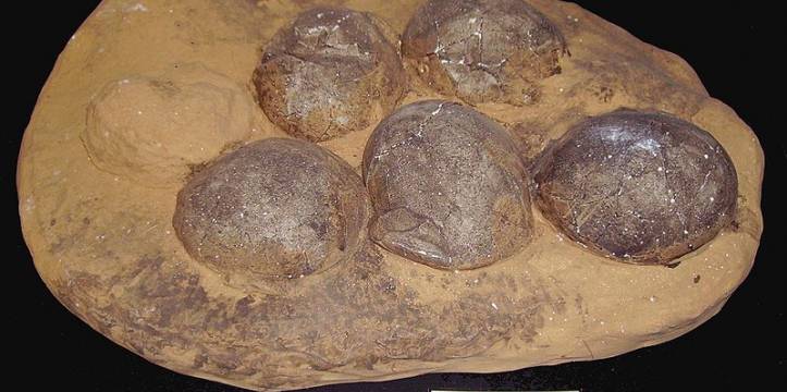In Tsjetsjenië zijn gladde, ovale stenen gevonden die als dinosauriëreieren worden aangezien. Twijfels over dinosauriëreieren die gevonden zijn in Tsjetsjenië.