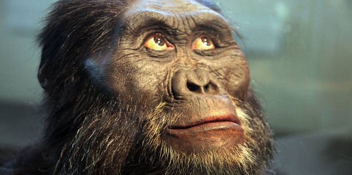 Australopithecus afarensis. Beeld via Wikimedia van Tim Evanson Australopithecus afarensis. Beeld via Wikimedia van Tim Evanson
