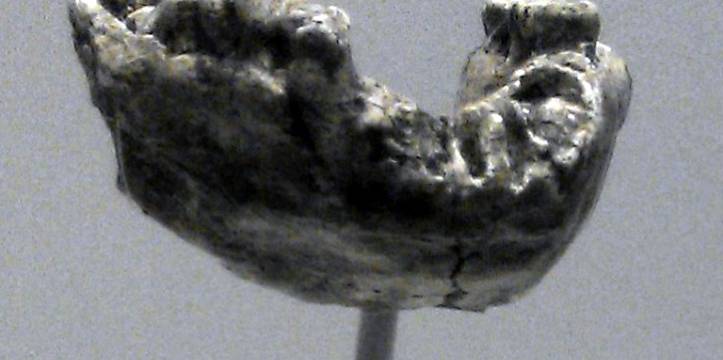 Een fossiel van de eerdere Australopithecus afarensis