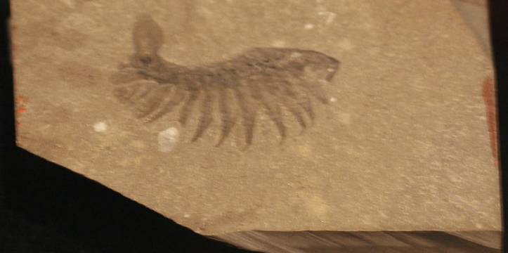 Oudste fossiel van dierlijk brein gevonden.