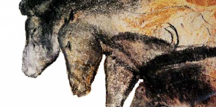 Grottekeningen van paarden in de Grotte Chauvet in Frankrijk. Mogelijk de oudste rotstekingen ooit zijn ontdekt in Spanje.