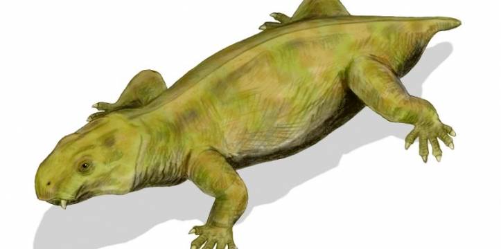 In Tasmanië is voor het eerst een fossiel van een dicynodon gevonden.