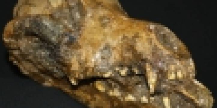 Eén van de drie schedels van gedomesticeerde honden die Germonpré onderzocht. Beeld - Mietje Germonpré De Belgische antropologe staat in de top tien archeologische ontwikkelingen.
