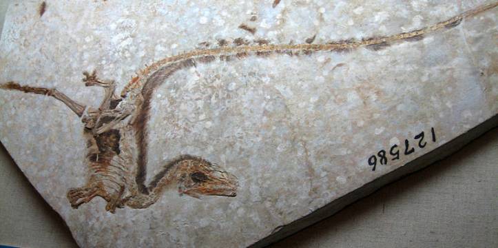 Een ander gevederd dinosauriër fossiel. Foto – Sam/Olai Ose/Skjaervoy Een ander gevederd dinosauriër fossiel. Foto – Sam/Olai Ose/Skjaervoy