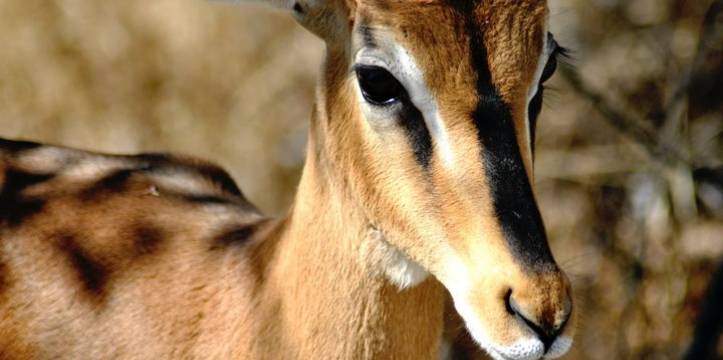 Bron M. van Exel - hedendaagse Gazelle Bron: M. van Exel