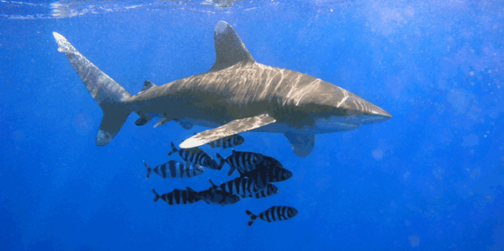 Haaien meer geëvolueerd dan gedacht