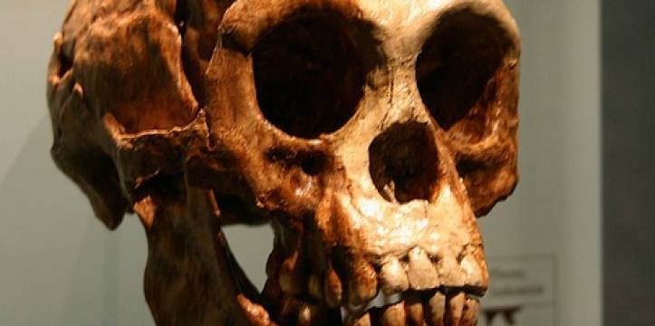 Een gipsvorm van de Homo floresiensis schedel. Beeld - FunkMonk via Wikipedia Een gipsvorm van de Homo floresiensis schedel.