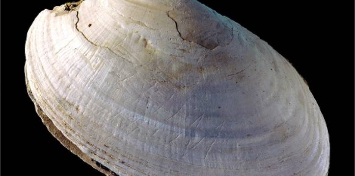 Joordens_Trinil_engravedshell.jpg The fossil Pseudodon shell (DUB1006-fL) with the engraving made by Homo erectus at Trinil (credit: Wim Lustenhouwer, VU University Amsterdam). Joordens_Trinil_engravedshell.jpg The fossil Pseudodon shell (DUB1006-fL) with t