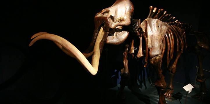 Mammoth on display at Neuchâtel natural history museum (Wikimedia Commons) Mammoth on display at Neuchâtel natural history museum (Wikimedia Commons)