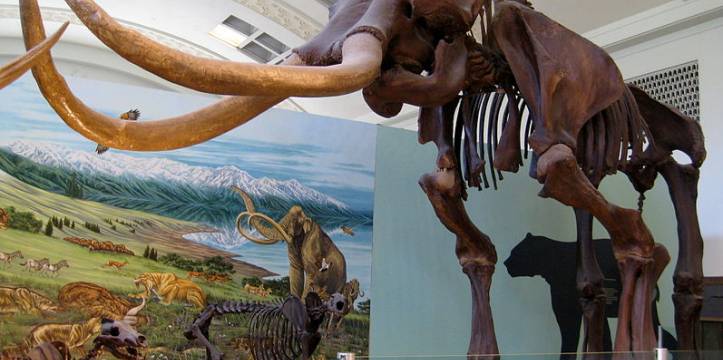 Mammuthus Colombi (bron - Wikimedia Commons) Mammuthus Colombi (bron - Wikimedia Commons)