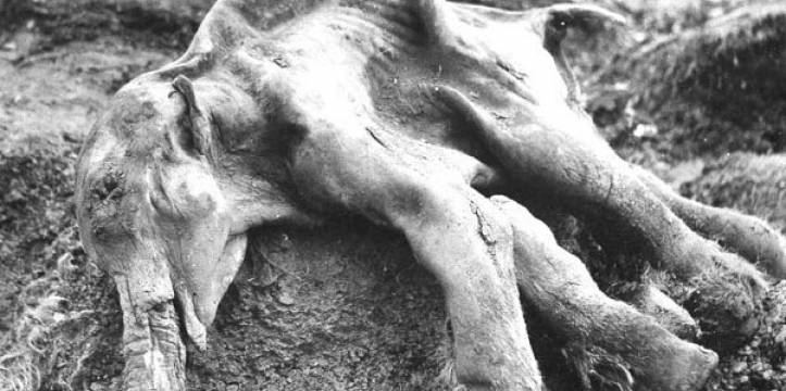 39.000 jaar oude ijsmummie van de 6-8 maand oude Siberische wolharige mammoet 'Dima'. In Frankrijk is een intact skelet van een wolharige mammoet gevonden.