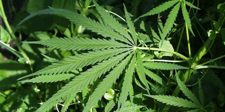 Mogelijk Cannabis aangetroffen tijdens archeologische onderzoek aan de Hanzelijn in Hattemerbroek. Bron - US Fish and Wildlife Service Mogelijk Cannabis aangetroffen tijdens archeologische onderzoek aan de Hanzelijn