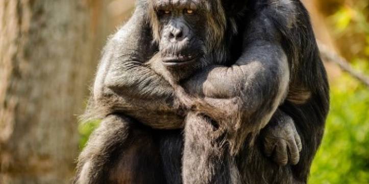 Chimpansee