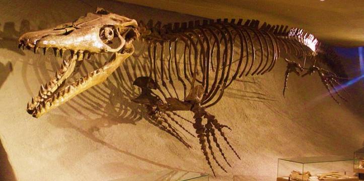 Fossiel van mosasaurus, beeld door Ghedoghedo Fossiel van mosasaurus, beeld door Ghedoghedo