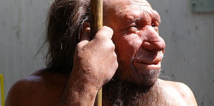 Reconstructie van de Homo neanderthalensis. Beeld door Erich Ferdinand via Wikimedia. Reconstructie van de neanderthaler. Beeld door Erich Ferdinand via Wikimedia.