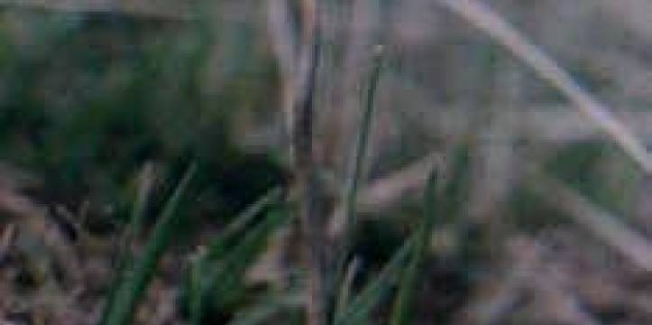 Foto thehawkseye.com Psilocybe Hispanica